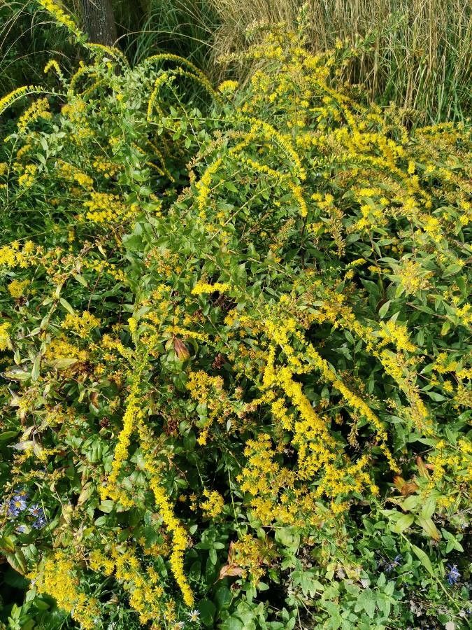 Solidago petiolaris habit