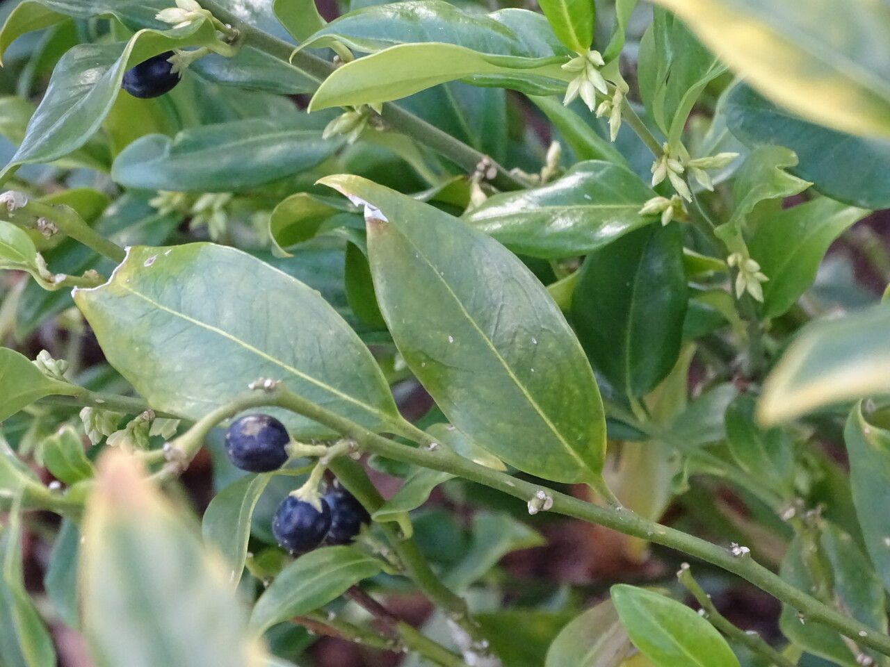 Sarcococca hookeriana fruit