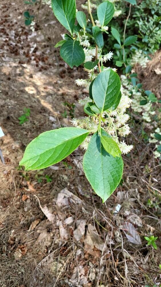 Pterostyrax psilophyllus — related species from the same genus