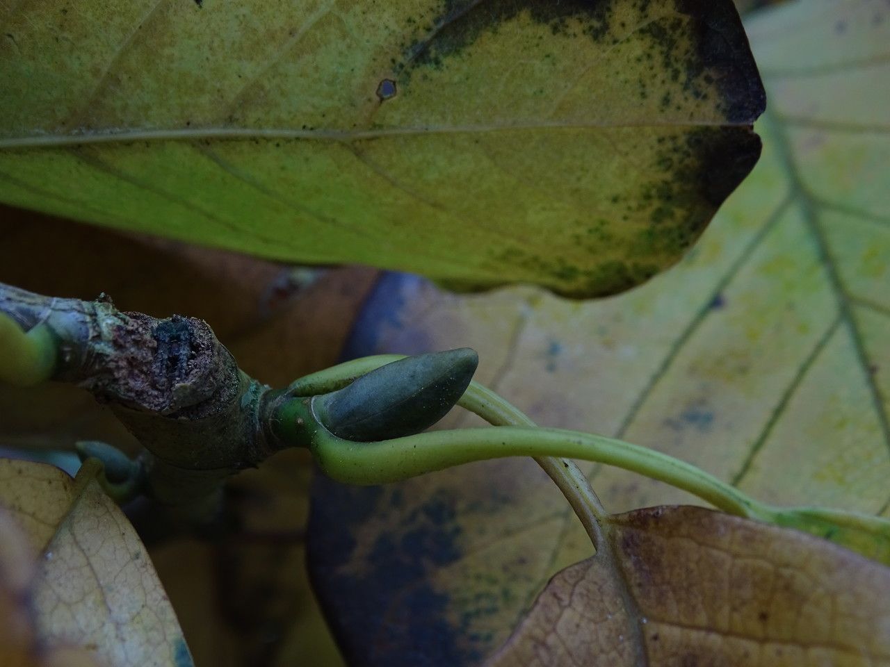 Magnolia sprengeri leaf