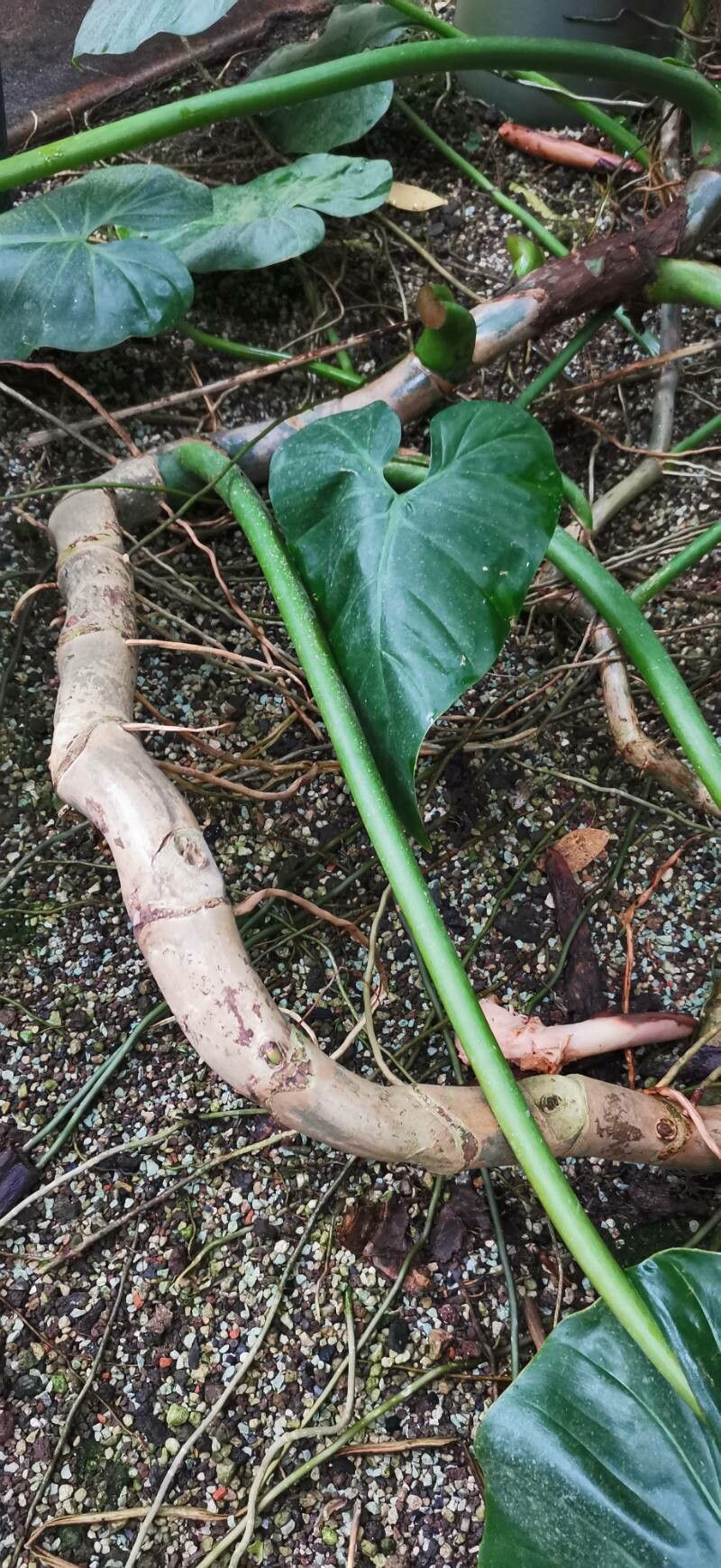 Philodendron grandifolium bark