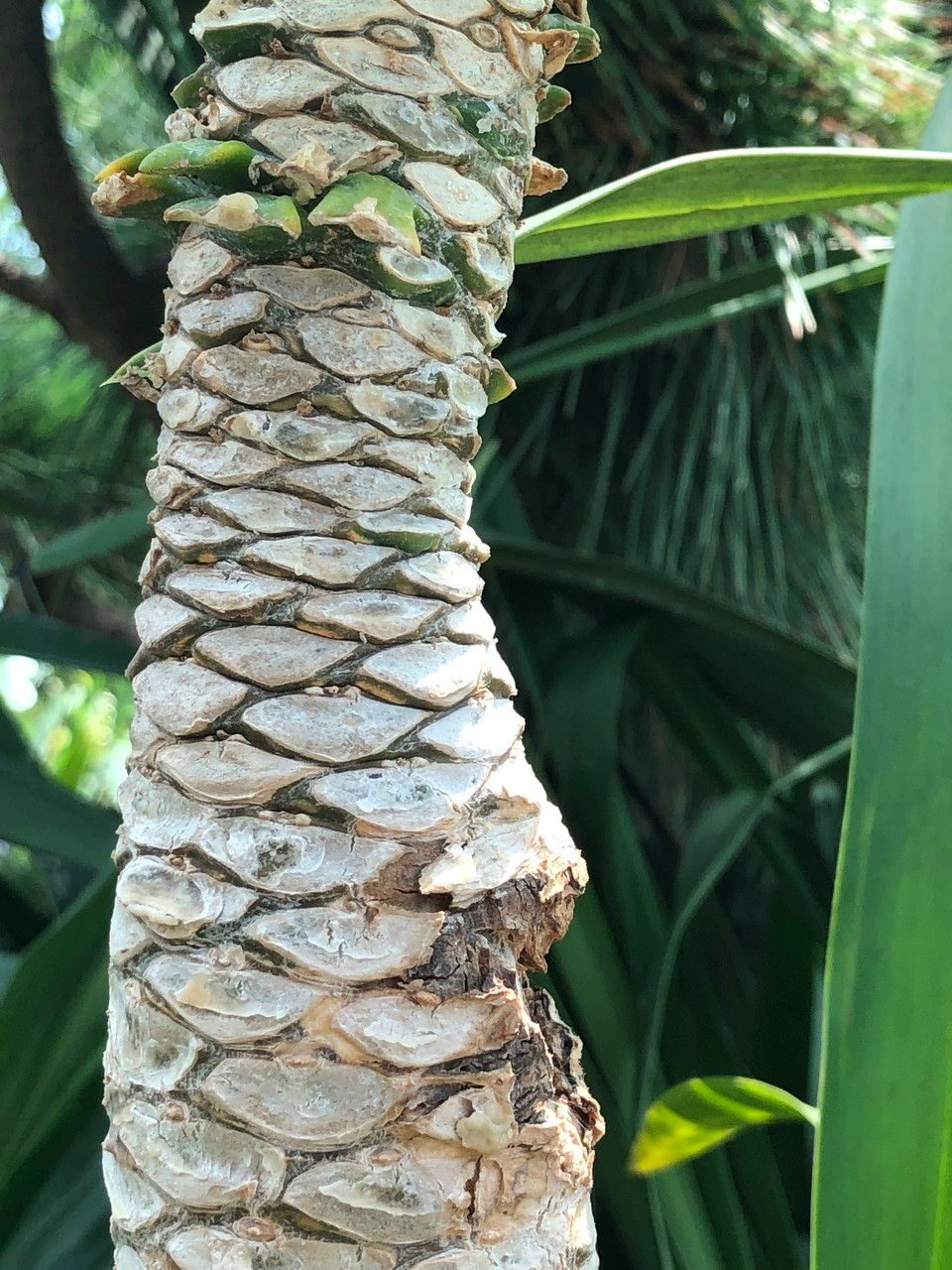 Brighamia insignis fruit