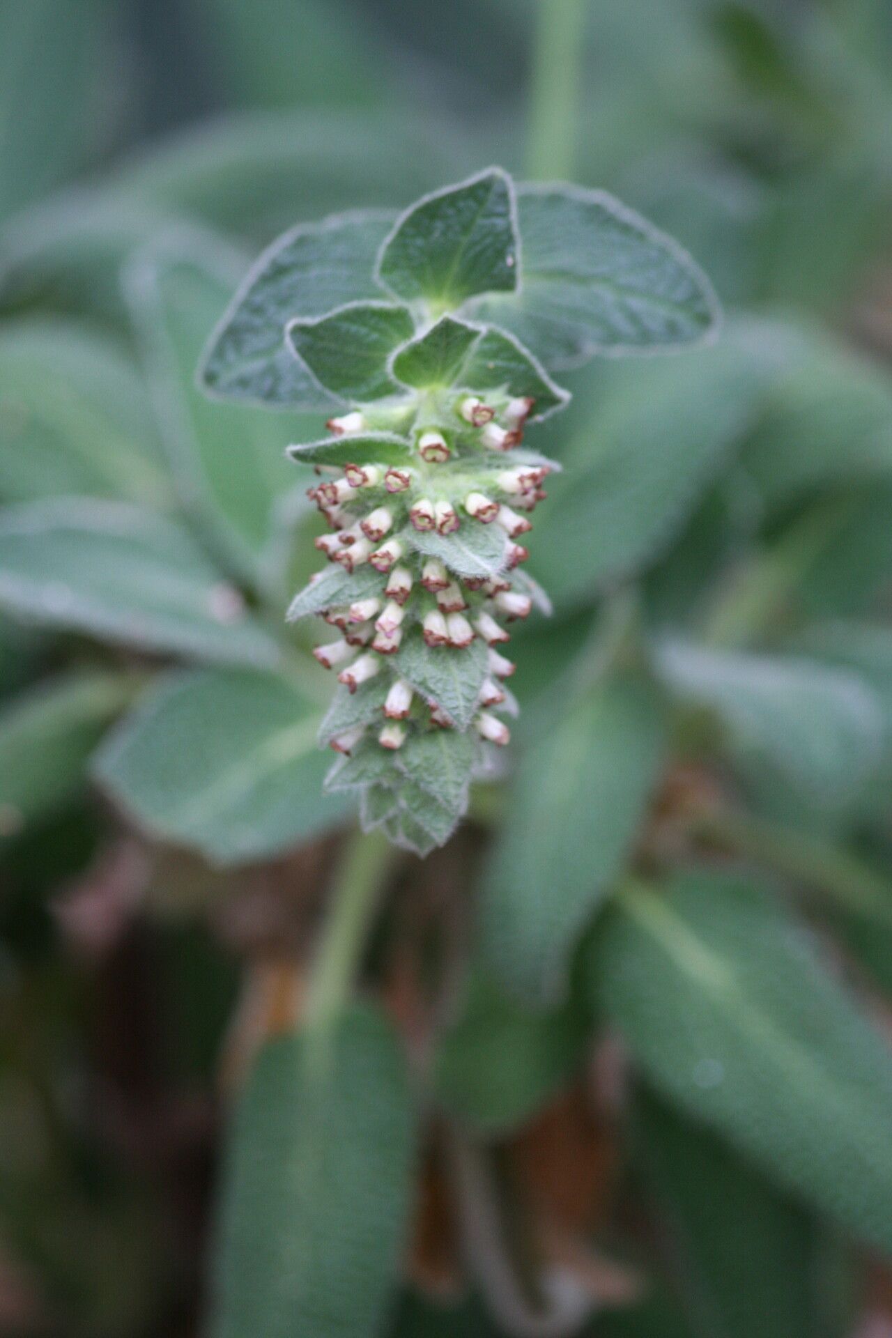 Sideritis nutans flower