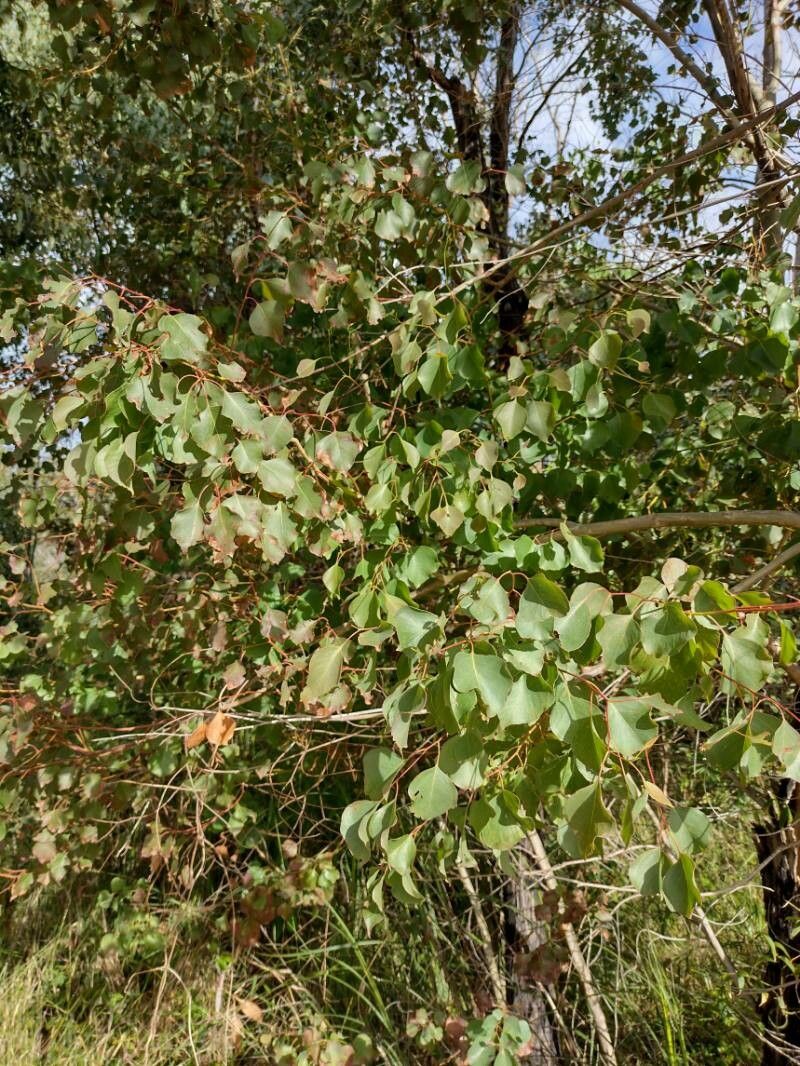 Eucalyptus baueriana leaf