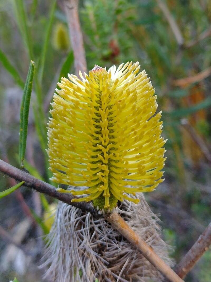 Banksia marginata flower