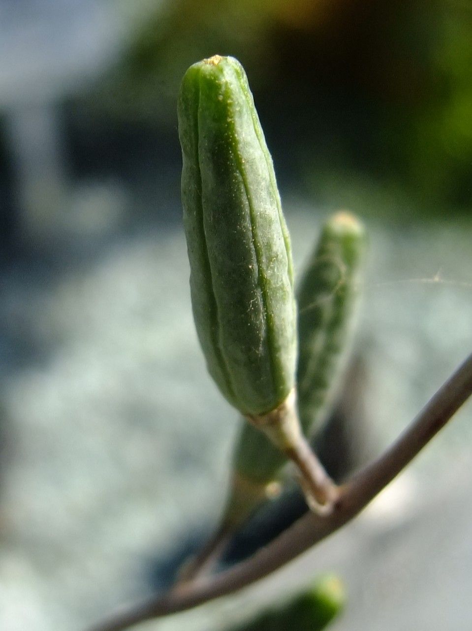 Haworthia reinwardtii fruit