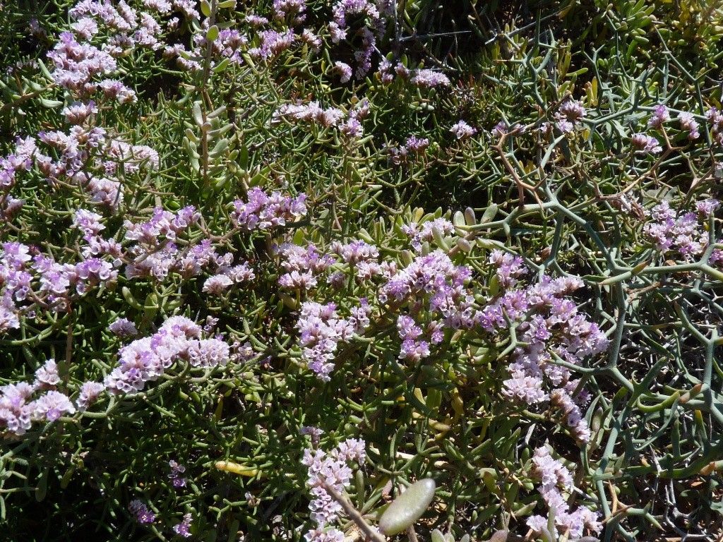 Limonium papillatum habit