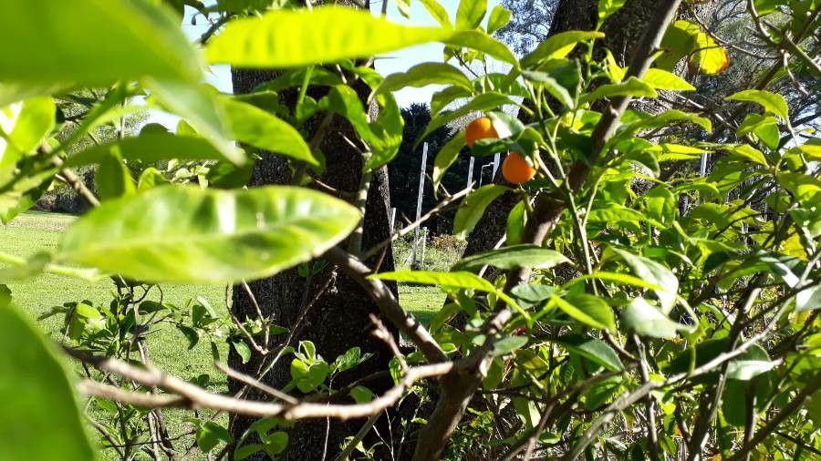 Fortunella margarita fruit