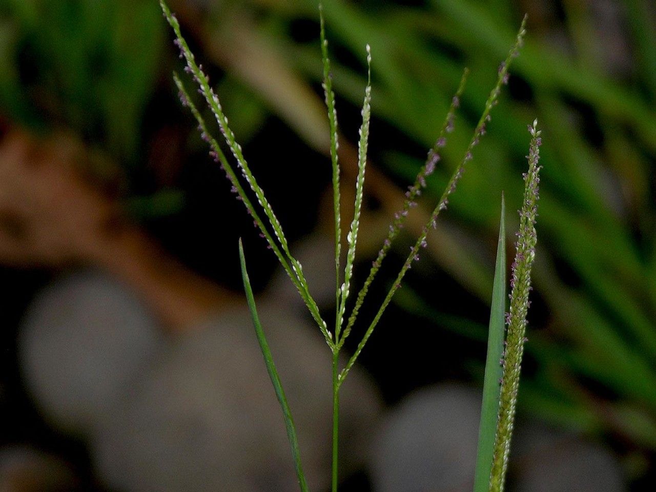 Digitaria violascens bark