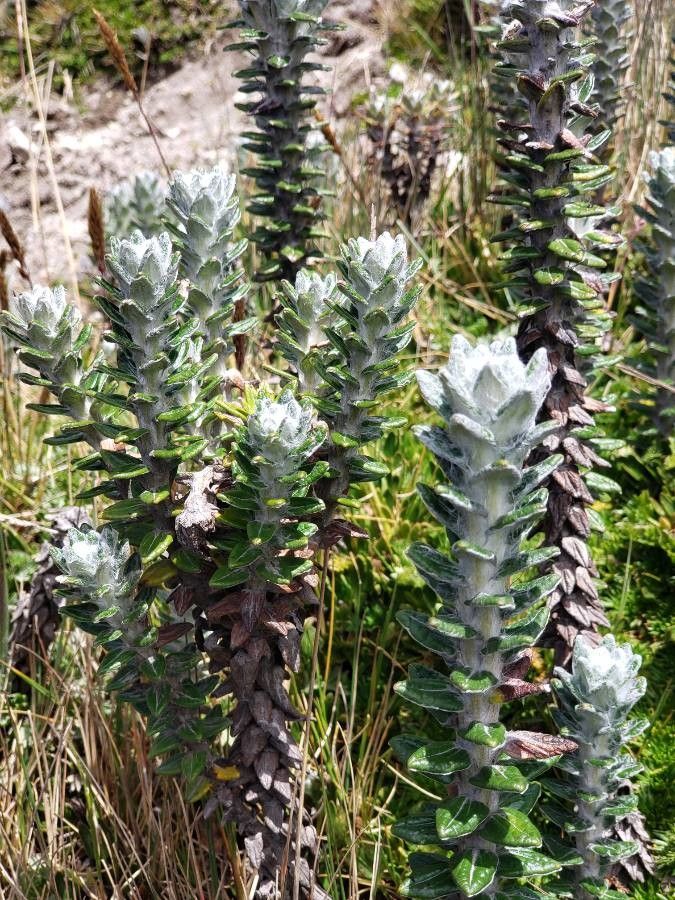 Lasiocephalus ovatus — houseplant care guide