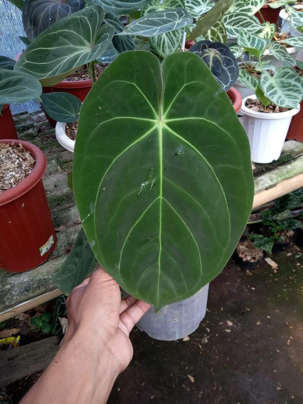 Anthurium dressleri leaf