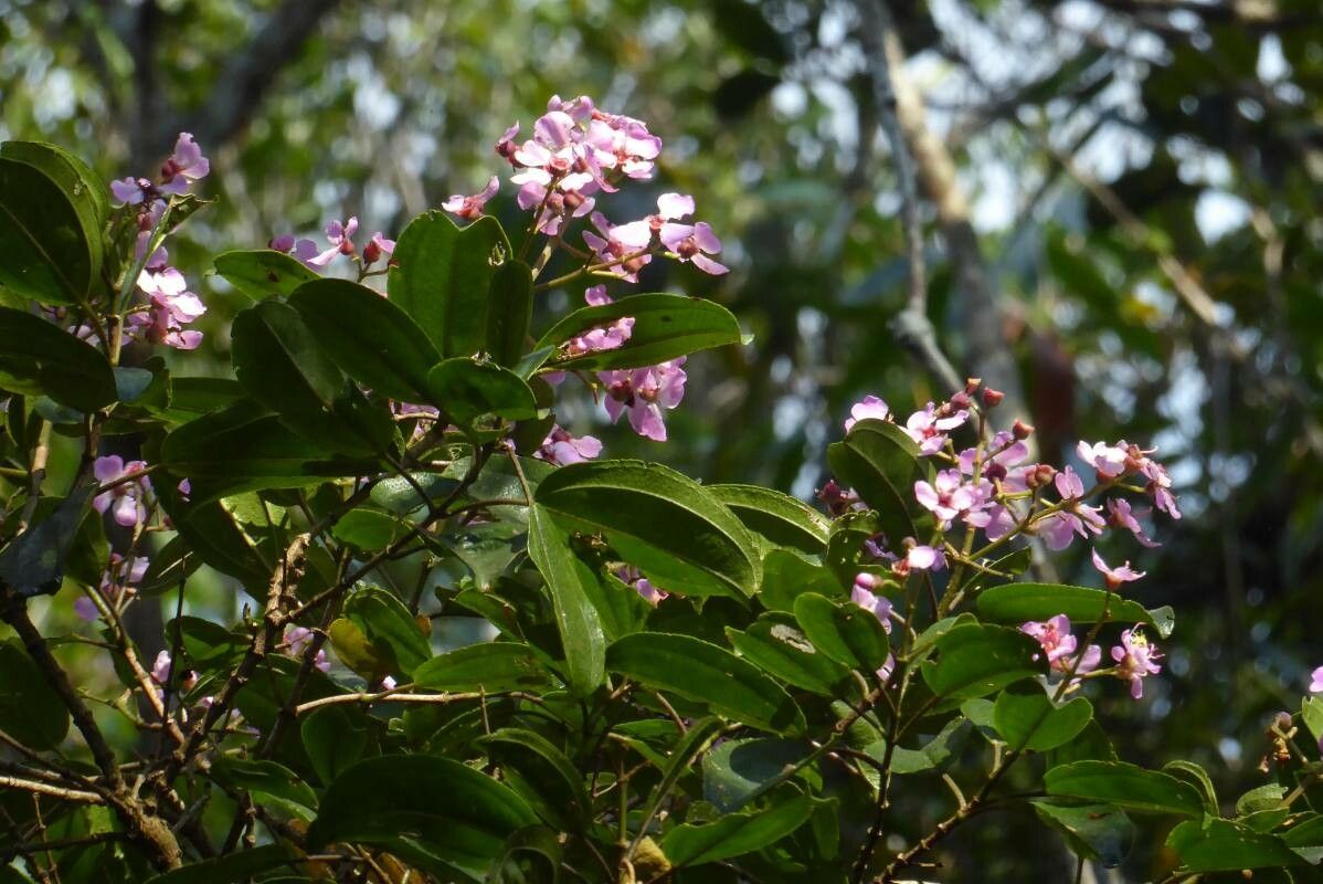 Loxodiscus coriaceus flower