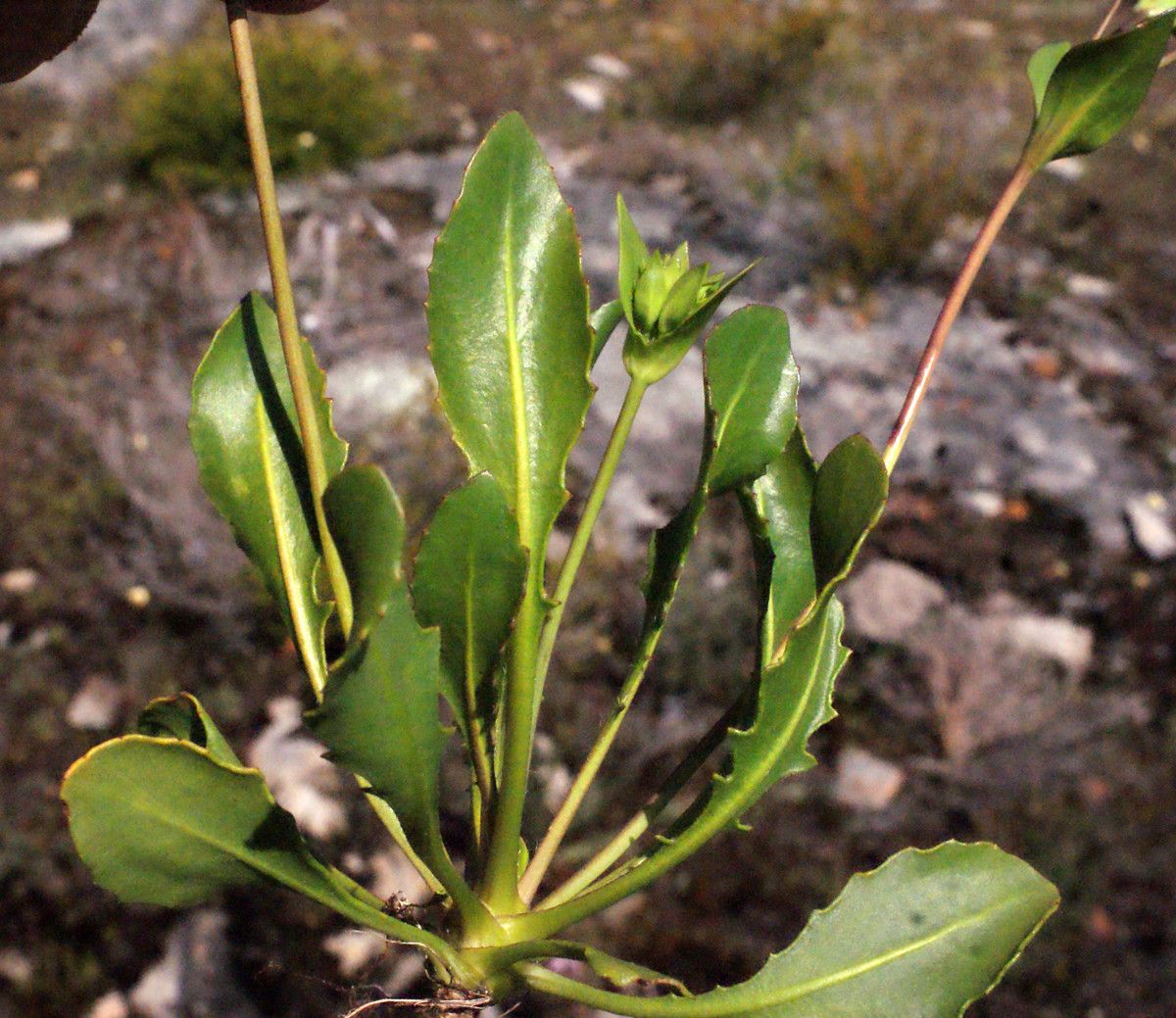 Goodenia trinervis leaf