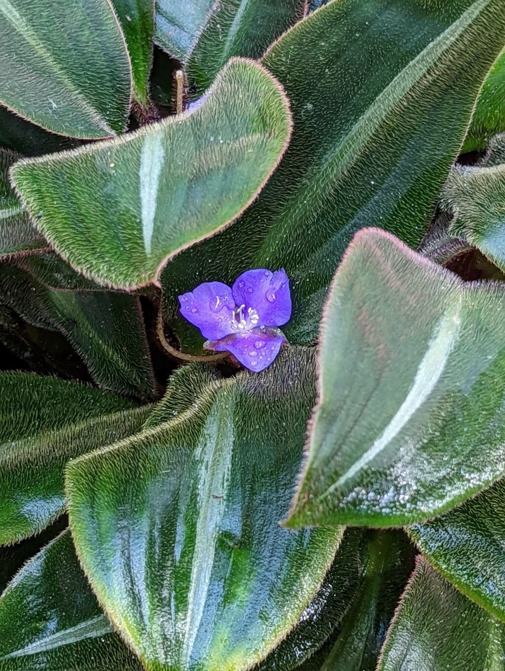 Siderasis fuscata flower