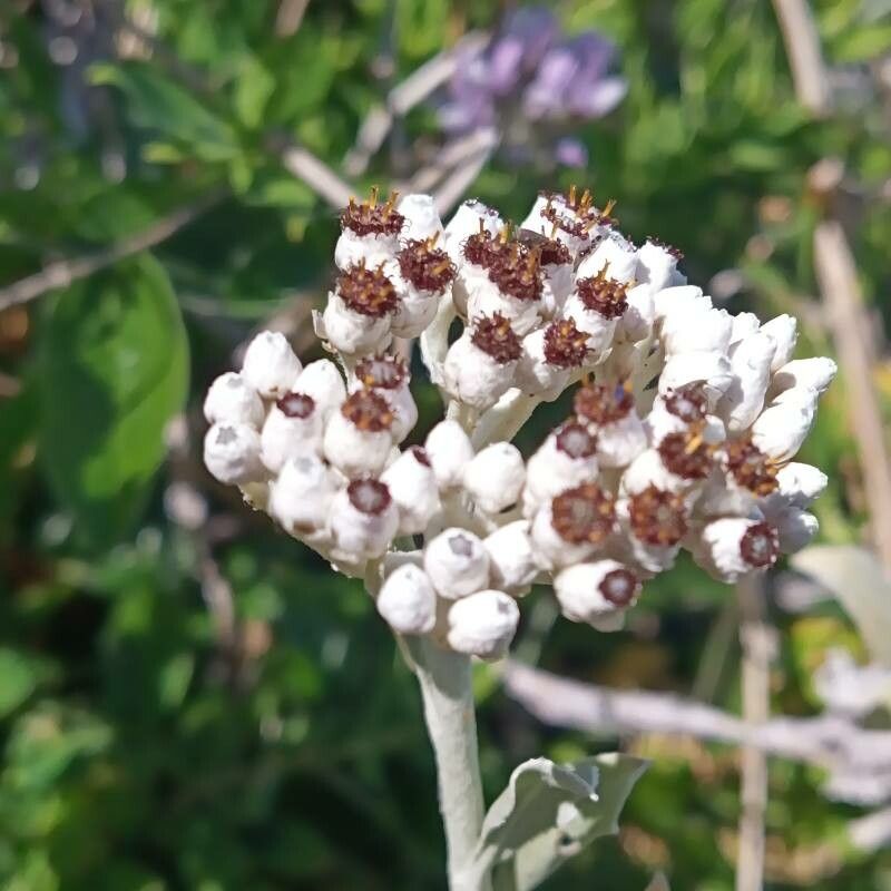 Helichrysum melaleucum flower