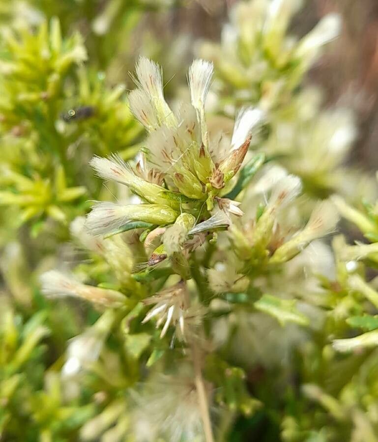 Baccharis flabellata — search result for 'Baccharis'