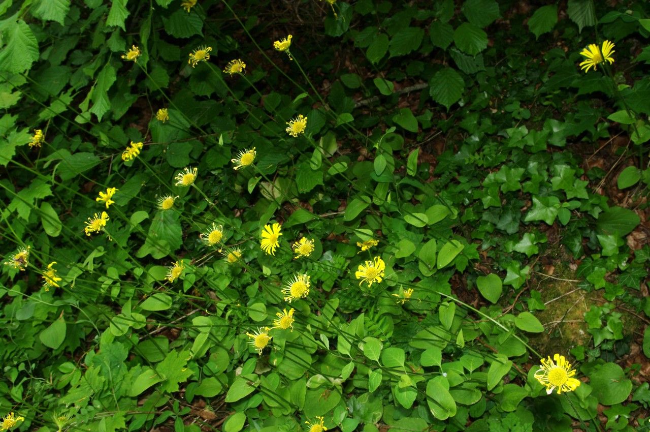 Doronicum x excelsum habit
