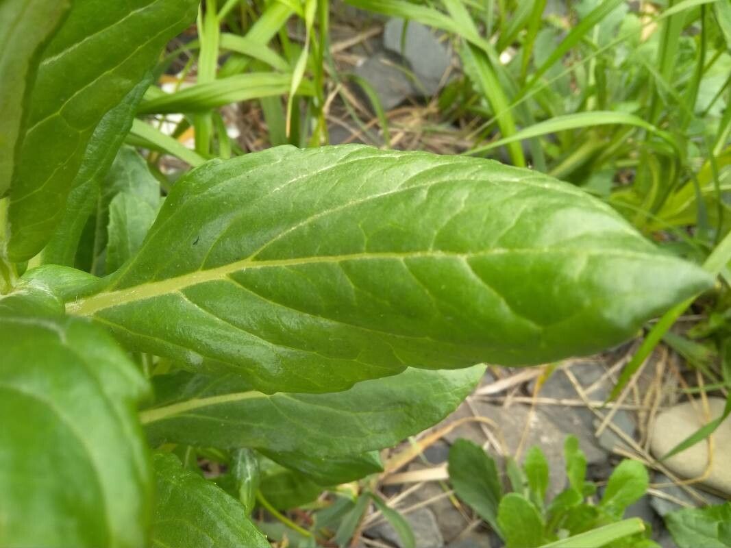 Senecio pseudoarnica leaf