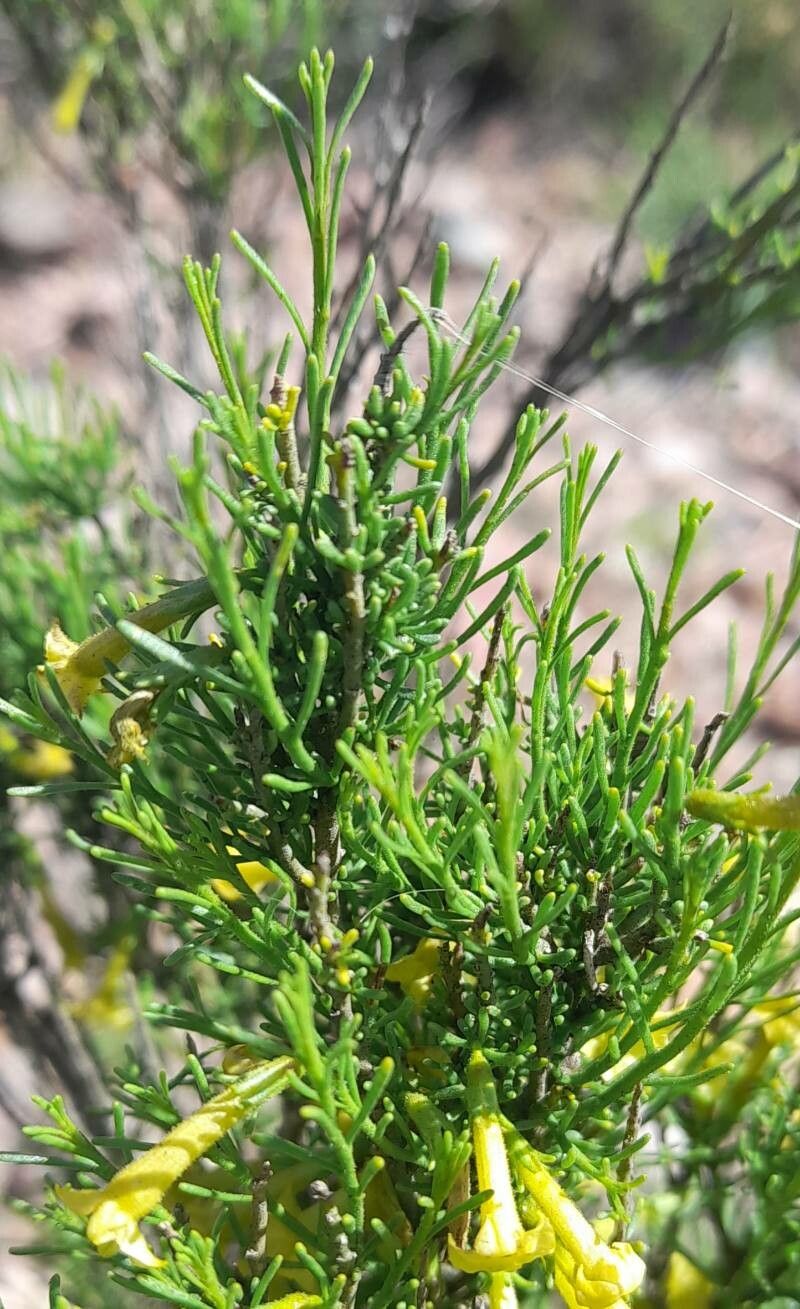 Fabiana punensis — related species from the same genus