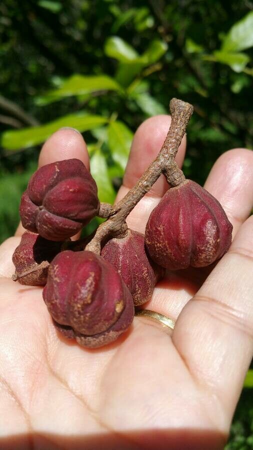 Guarea ciliata fruit