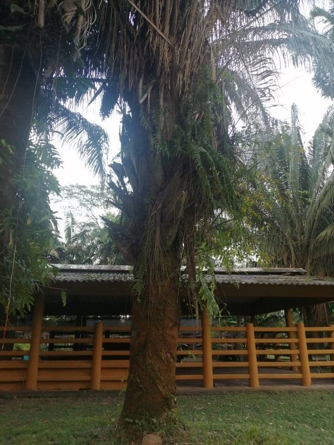 Attalea butyracea bark