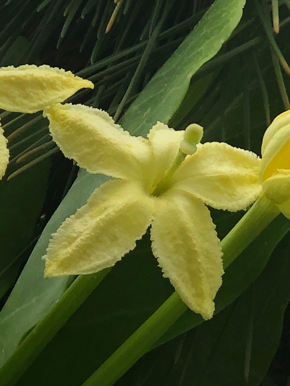 Brighamia insignis flower
