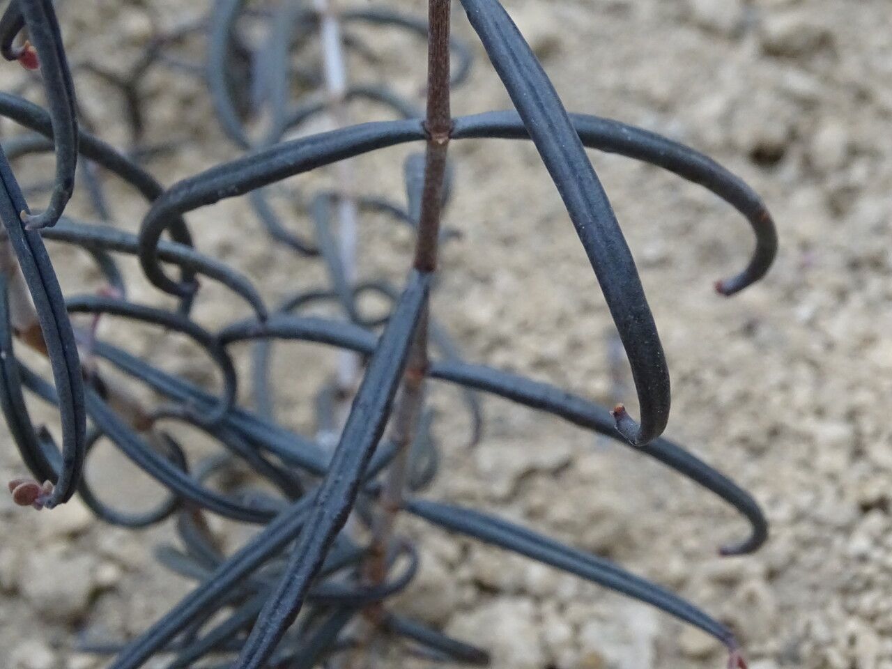 Kalanchoe beauverdii bark