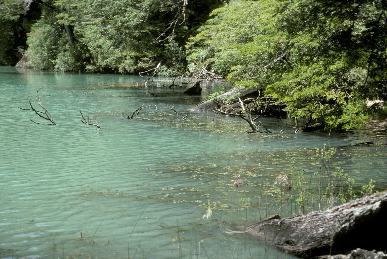 Potamogeton linguatus — search result for 'Potamogeton'