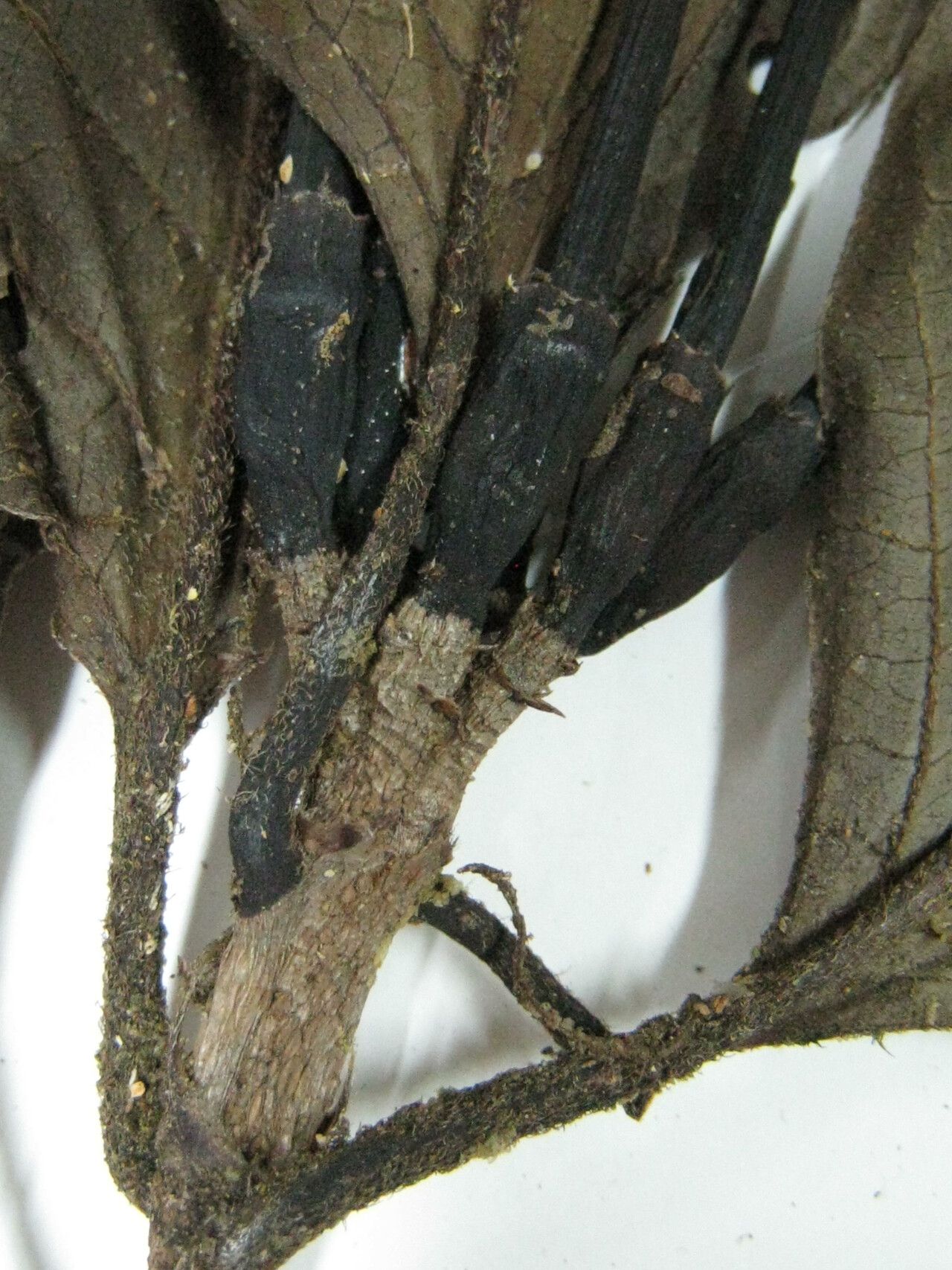 Tocoyena guianensis — related species from the same genus