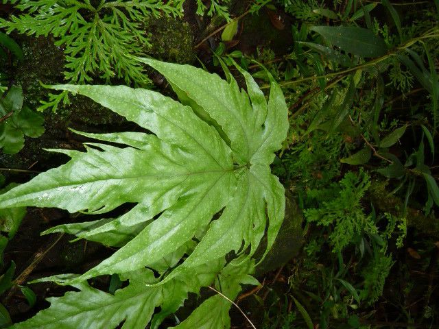 Tectaria pica — houseplant care guide