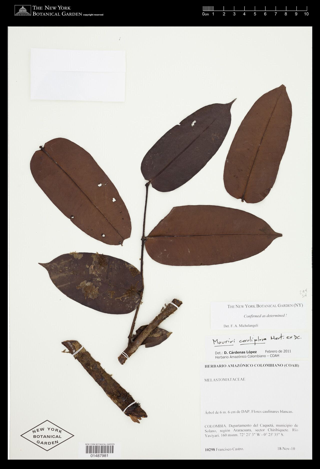 Mouriri cauliflora other