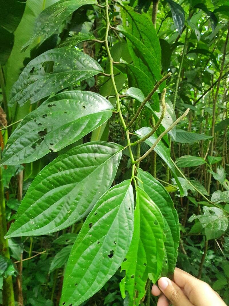 Piper jacquemontianum — search result for 'Piper'