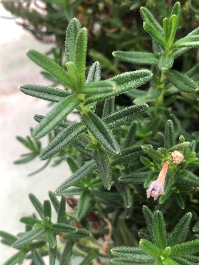 Glandora diffusa leaf