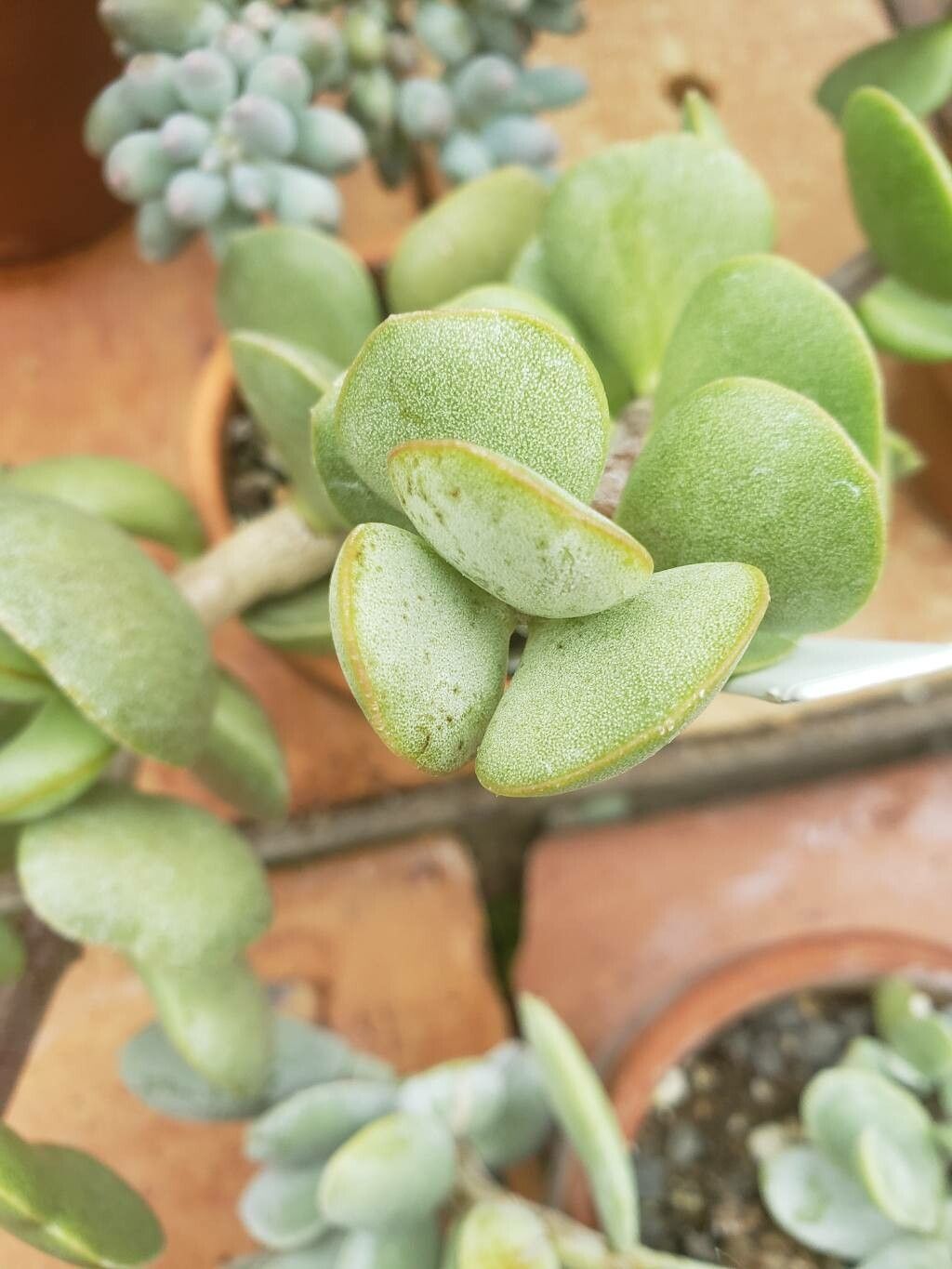 Adromischus montium-klinghardtii — houseplant care guide
