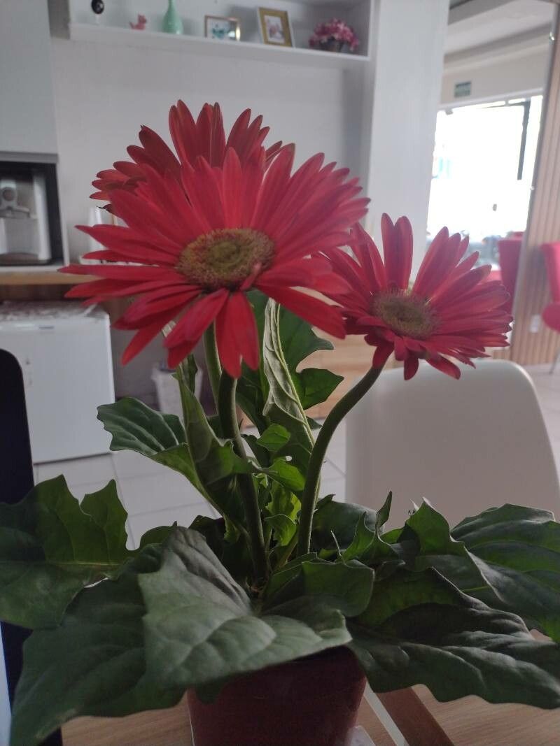 Gerbera leandrii flower