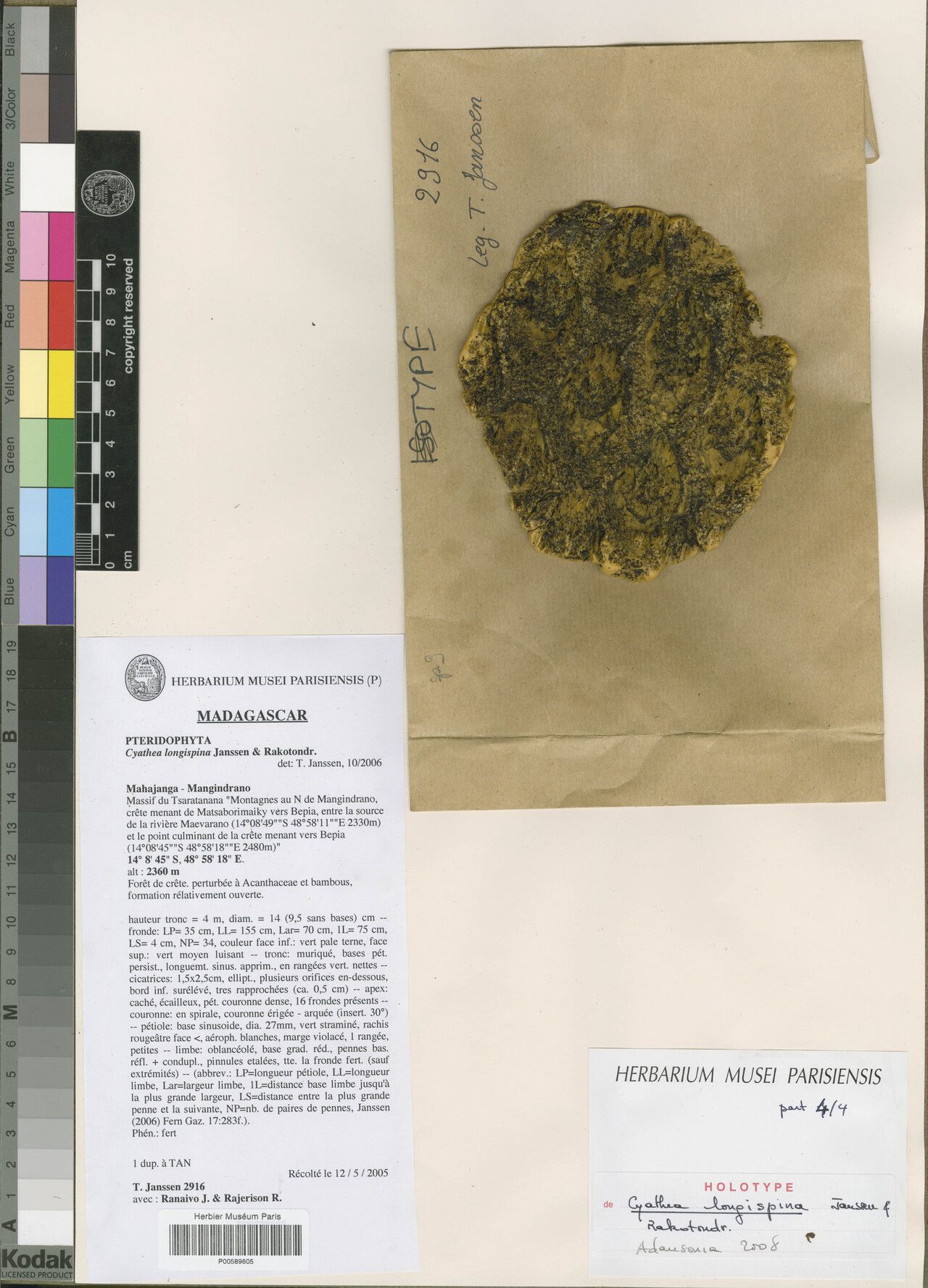 Alsophila longispina — houseplant care guide