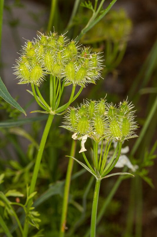 Orlaya grandiflora fruit