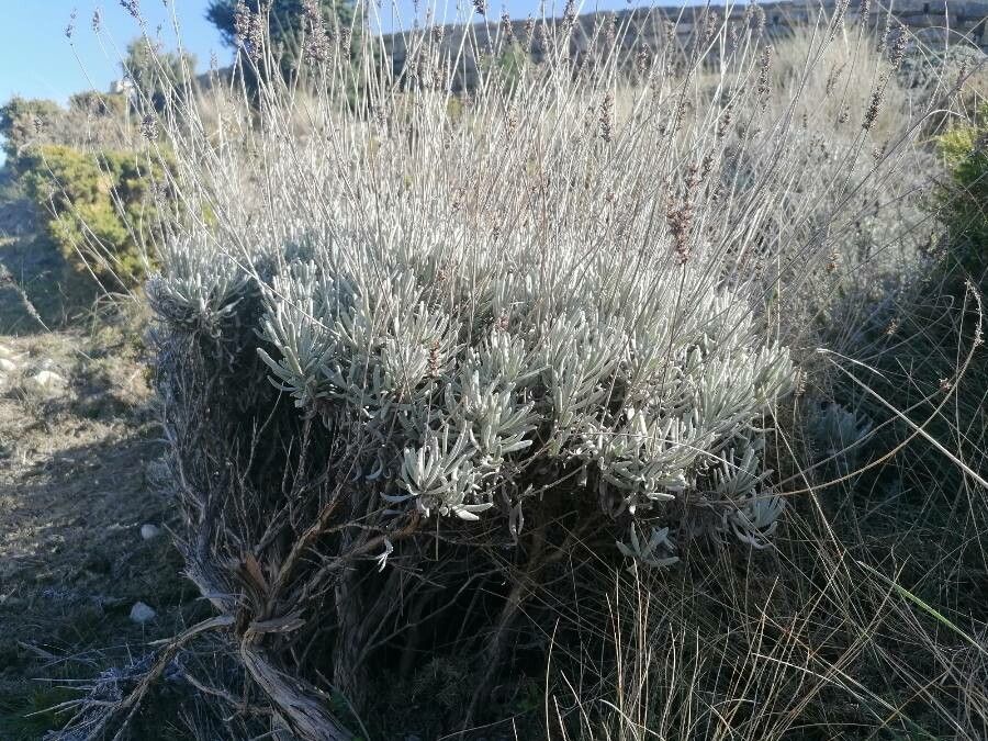 Lavandula lanata leaf