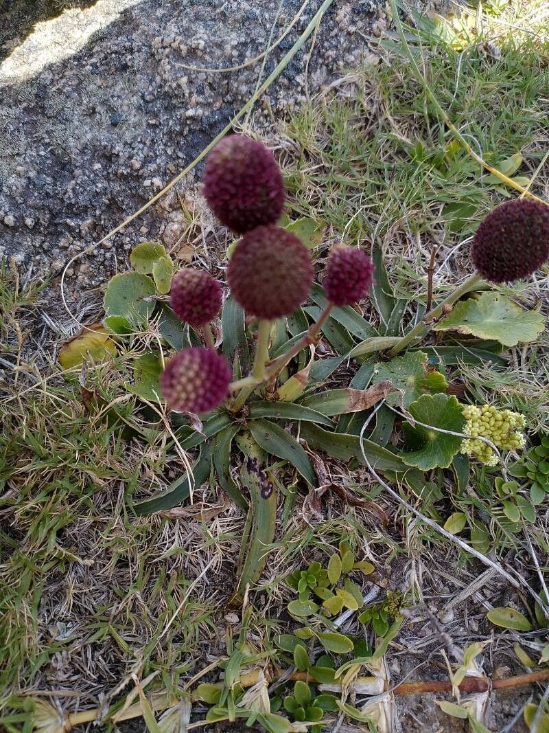 Eryngium sanguisorba habit