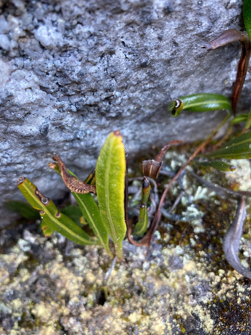 Elaphoglossum minutum leaf