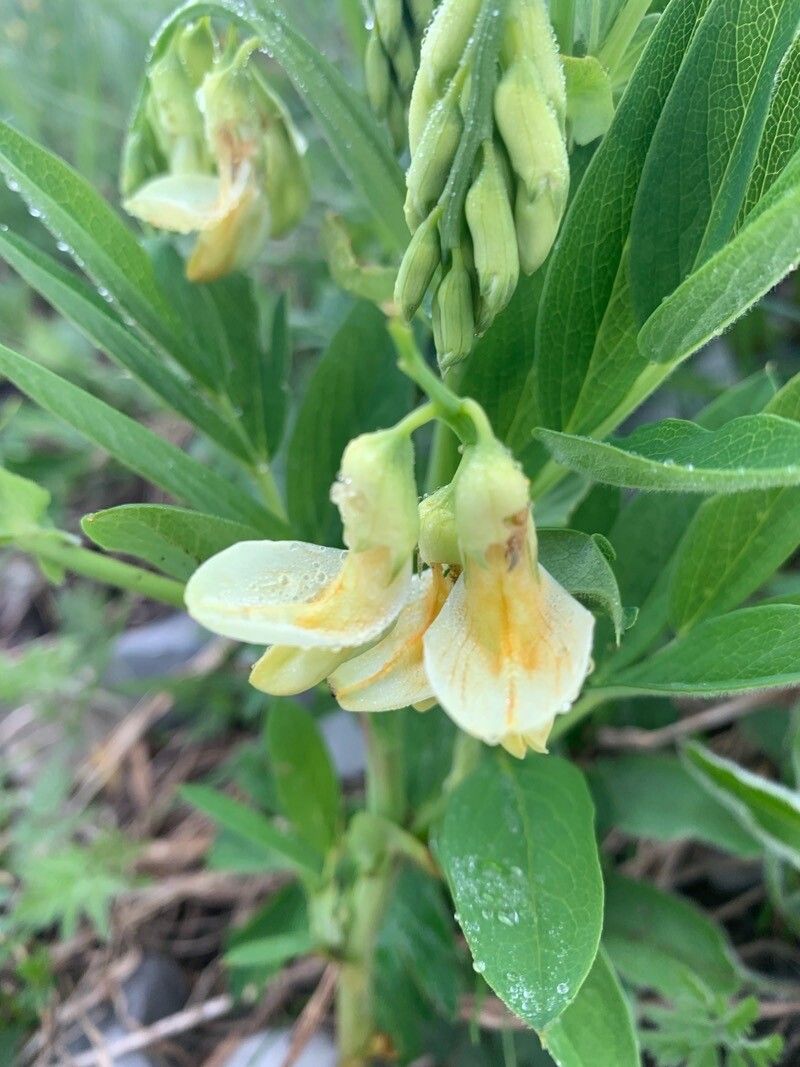 Lathyrus laevigatus flower