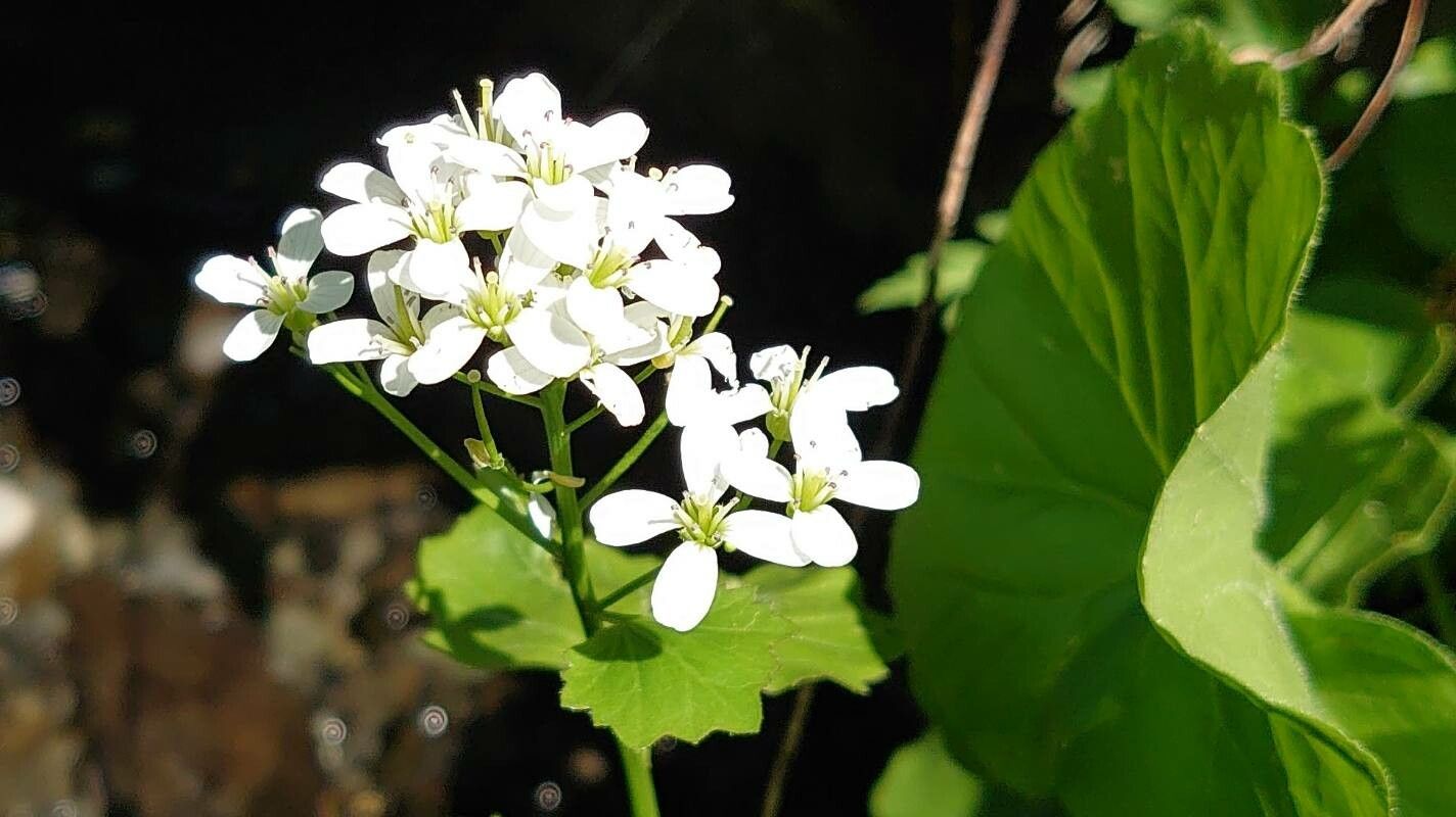 Cardamine asarifolia flower