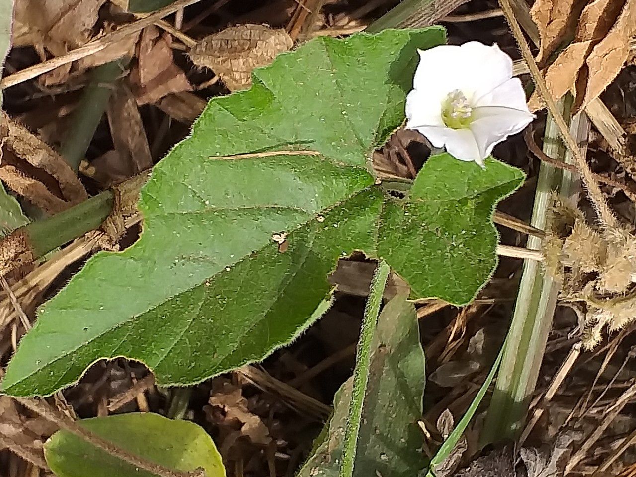 Convolvulus farinosus — search result for 'Convolvulaceae'