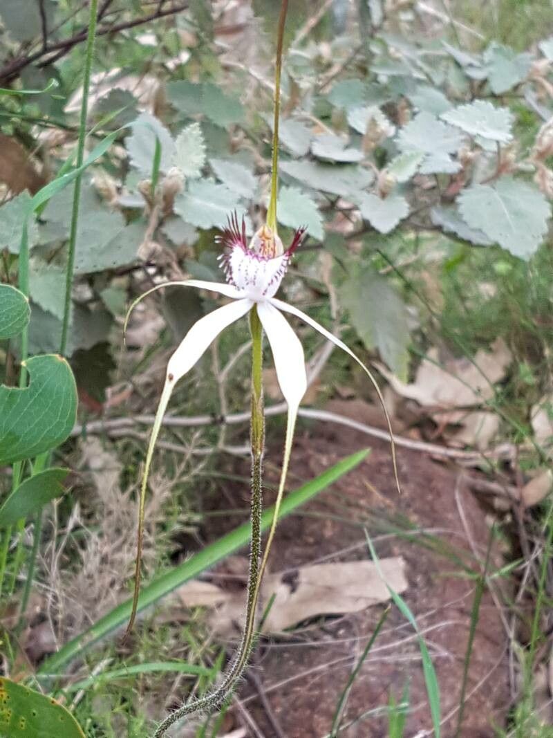 Caladenia splendens flower