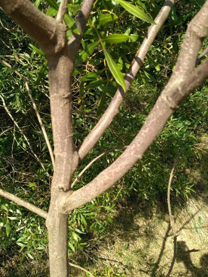 Sesbania virgata bark