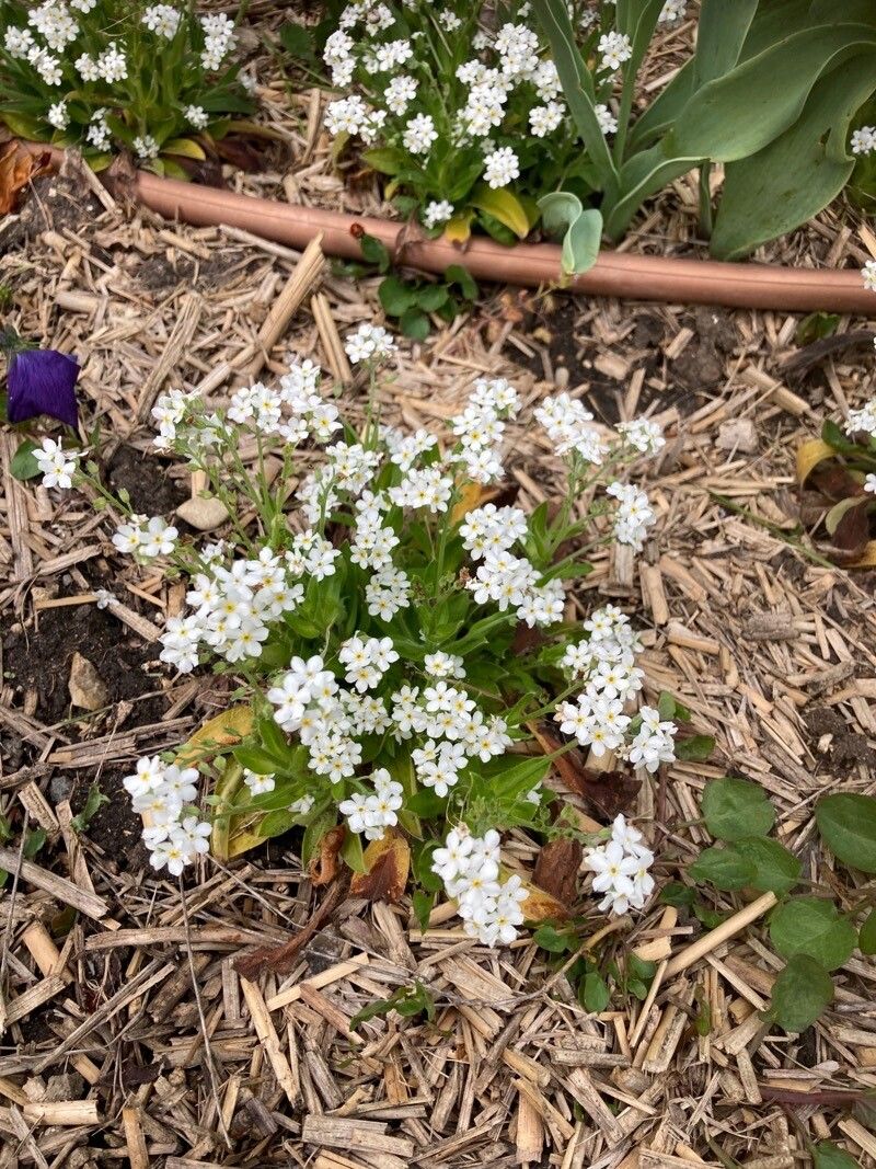 Myosotis ambigens flower