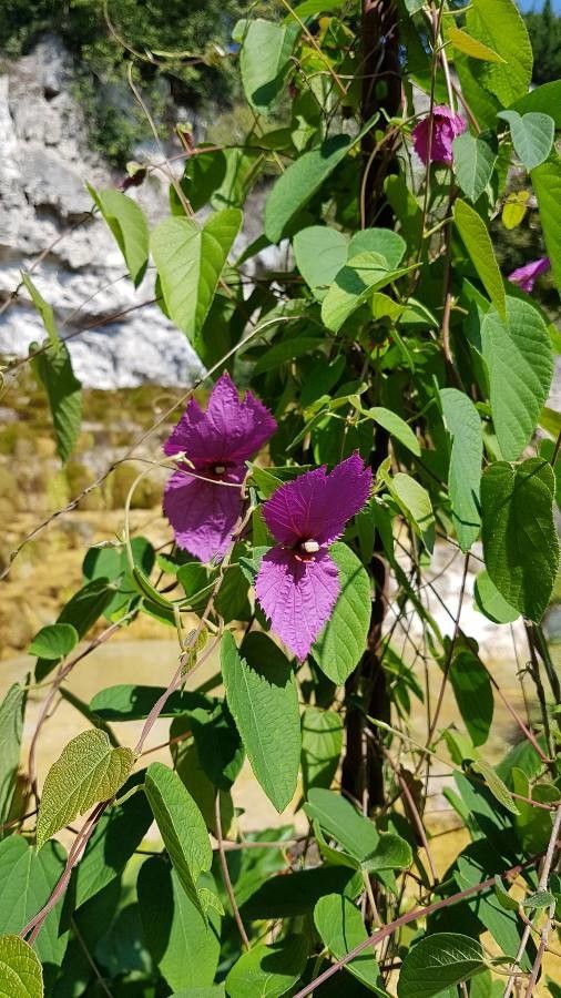 Dalechampia aristolochiifolia leaf