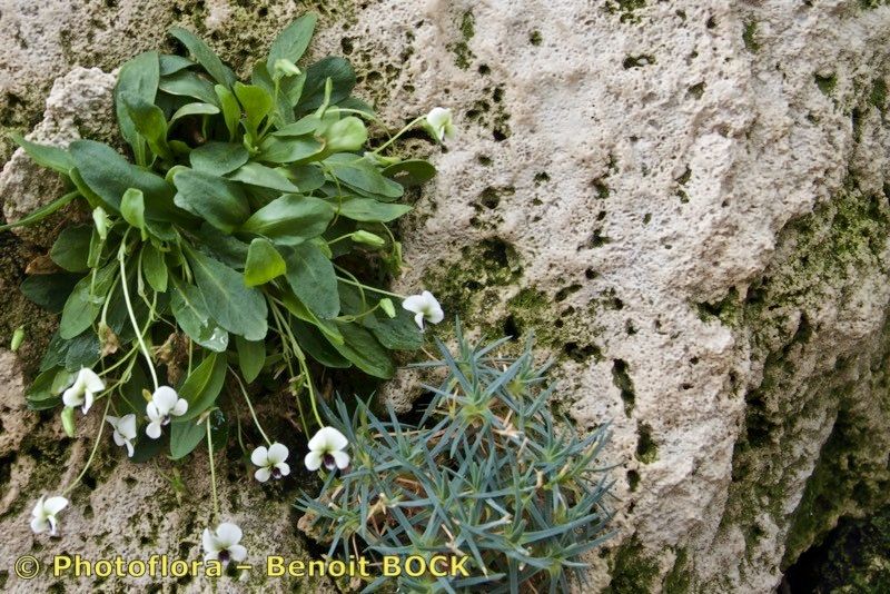 Viola pachyrrhiza — houseplant care guide