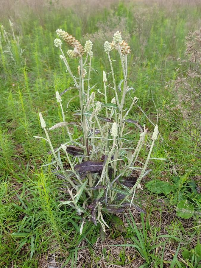 Pterocaulon pycnostachyum habit