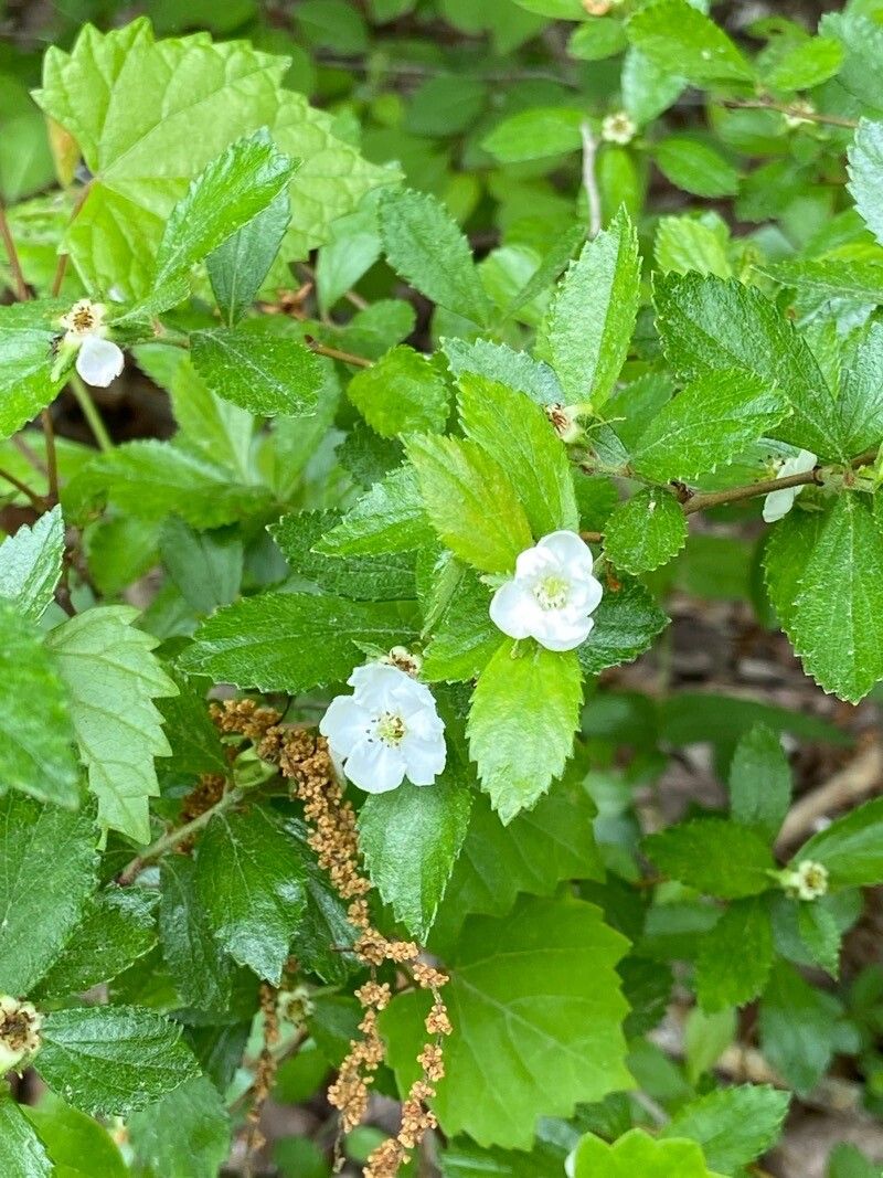 Crataegus uniflora leaf